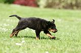 BEAUCERON - PUPPIES 324